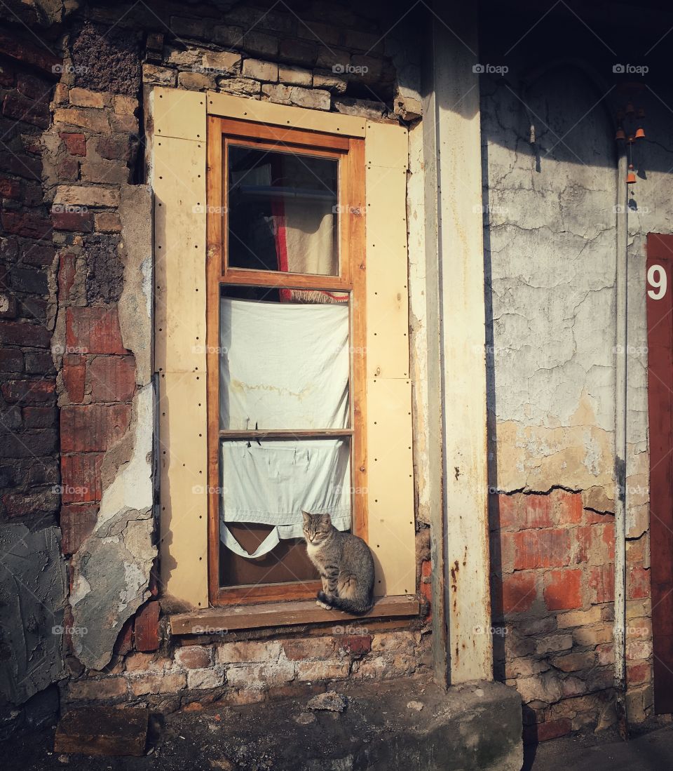 Cat on the window 