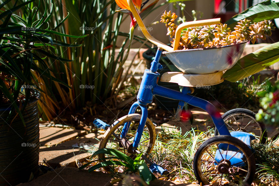 An old tricycle found a place in the garden with an old kitchen bowl and succulents. Upcycle and use old things.
