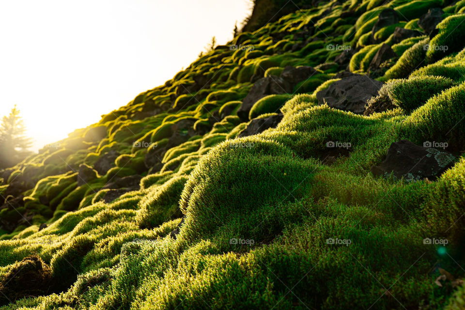 Sun kissed moss