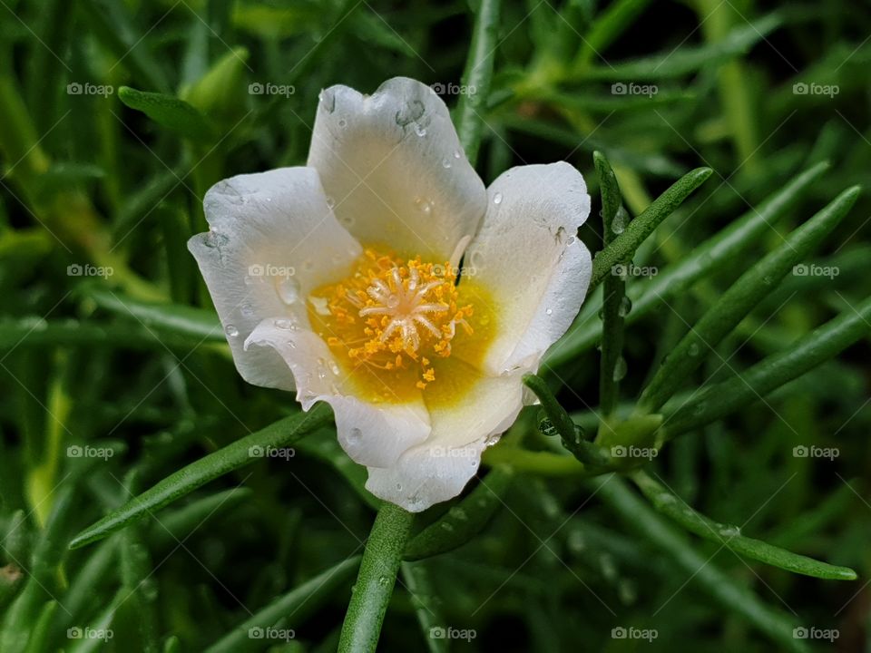 the Portulaca Grandiflora