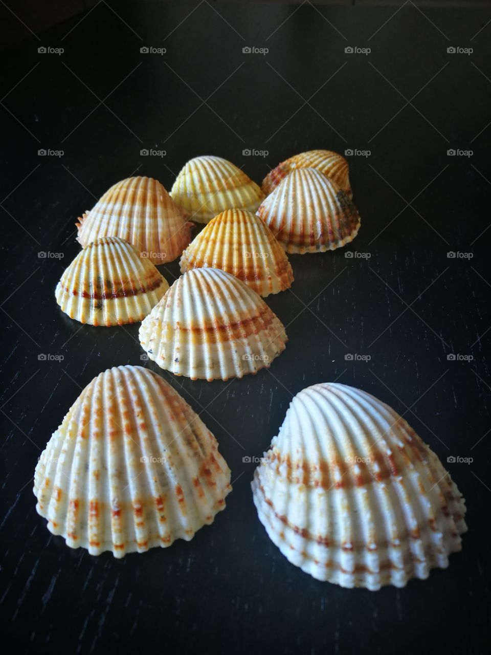 Arrangement of seashell in studio