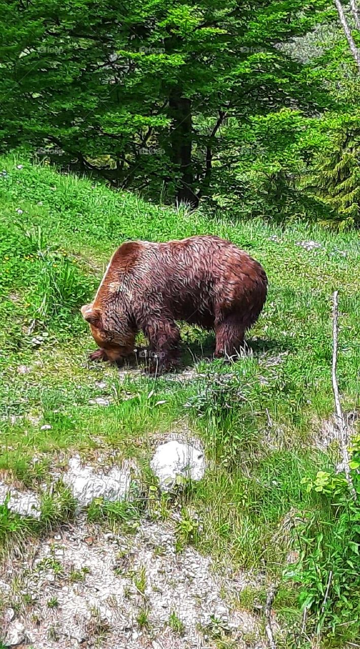 Bear enjoying nature, sun, nice weather