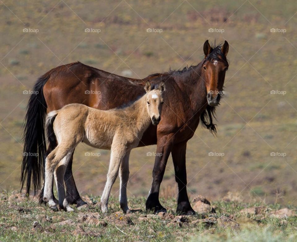 Wild Horses