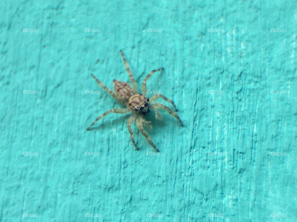 Spider on the wall 