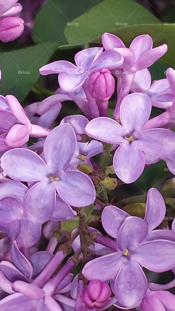 Lilac closeup.