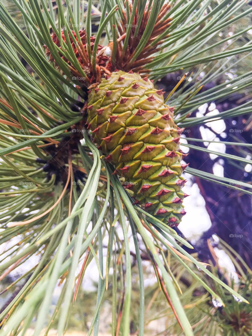 Dropping temperatures freeze water on pine cone.