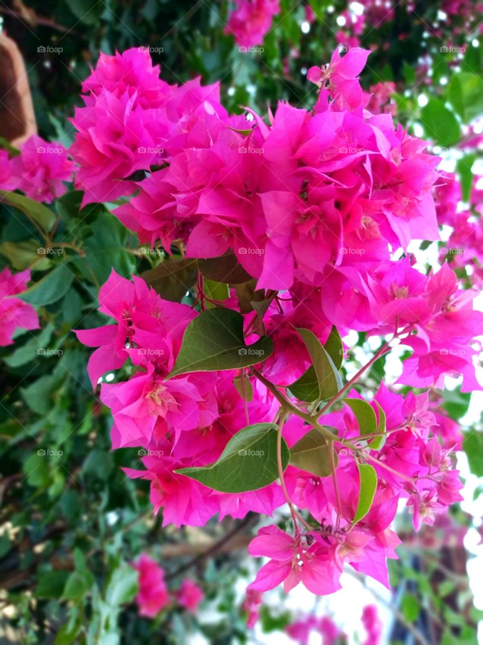 Flor rosa de um belo jardim.