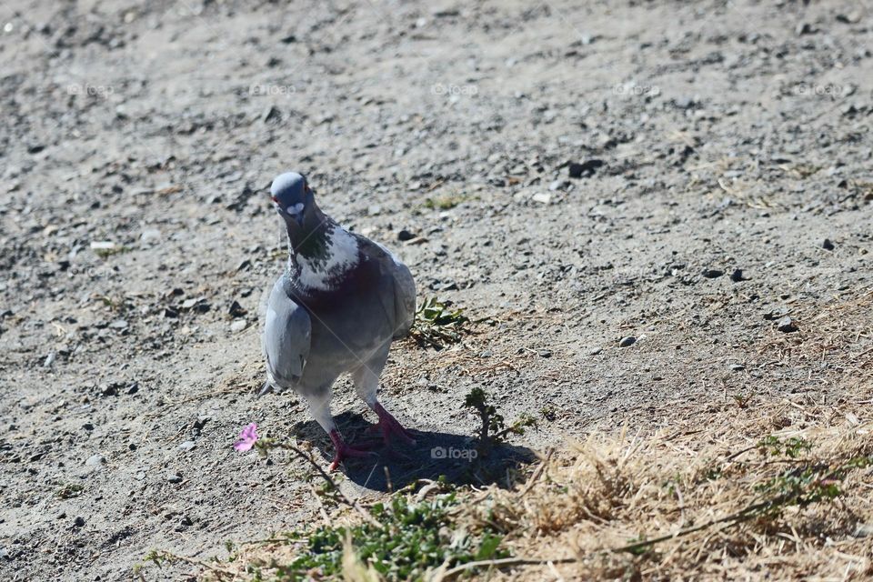 A pigeon giving me attitude for not bringing treats to the photo session