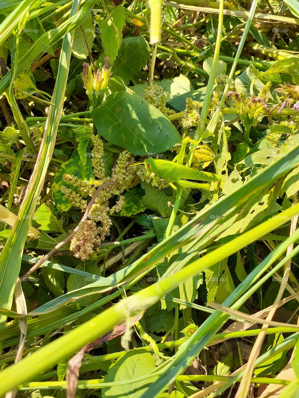Just at the center of the photo you can see a green grasshopper eating a kind of seeds or grass flowers.