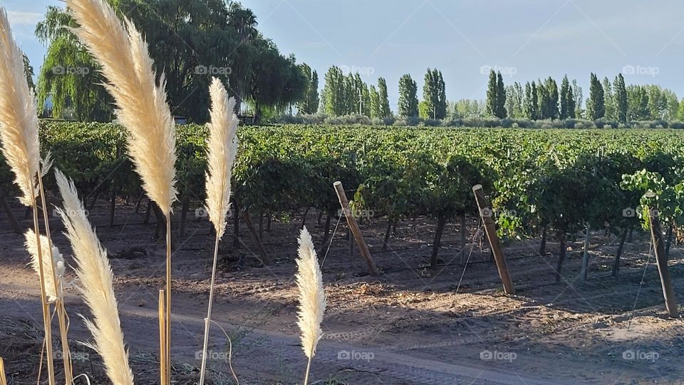 plantas de vid, uva