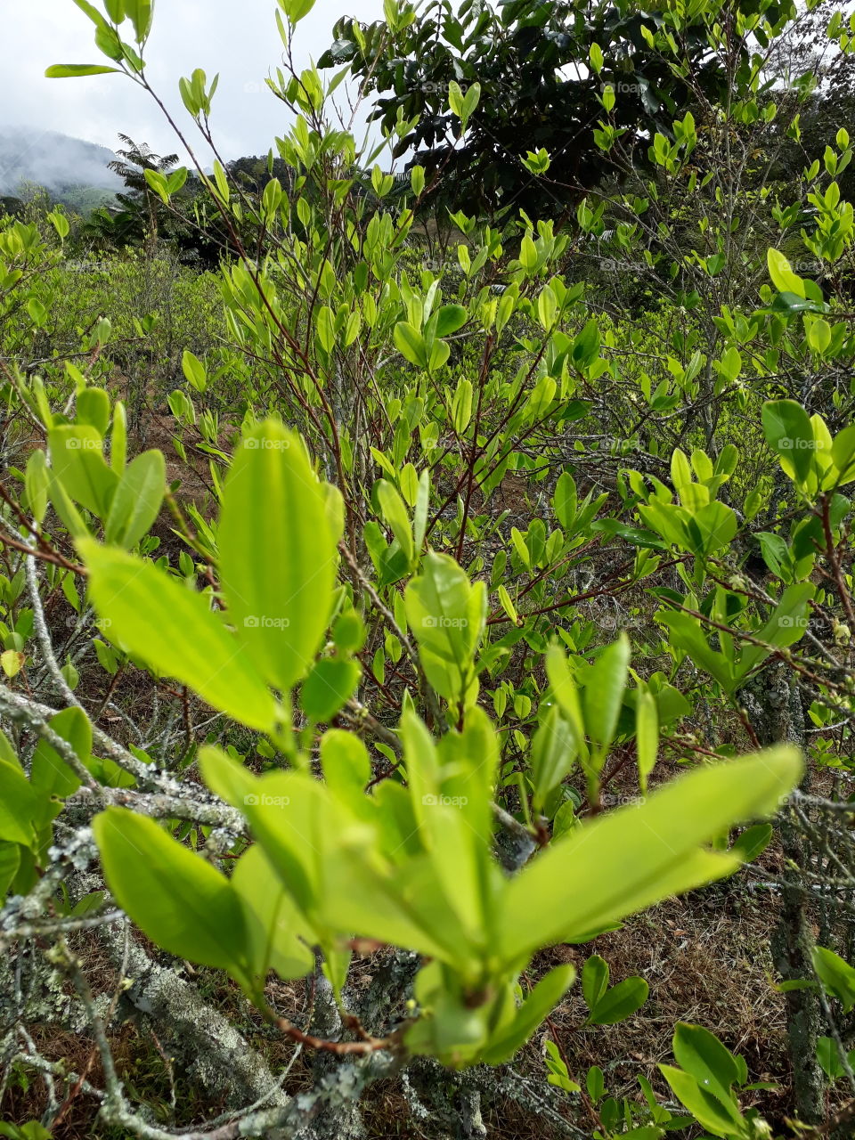 la hoja medicinal. quienes no permiten la legalidad  de esta planta natural. la coca en la selva peruana