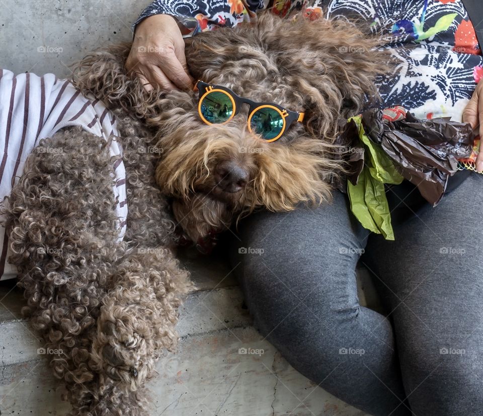 Labradoodle dog wearing sunglasses rests his head on owner’s lap