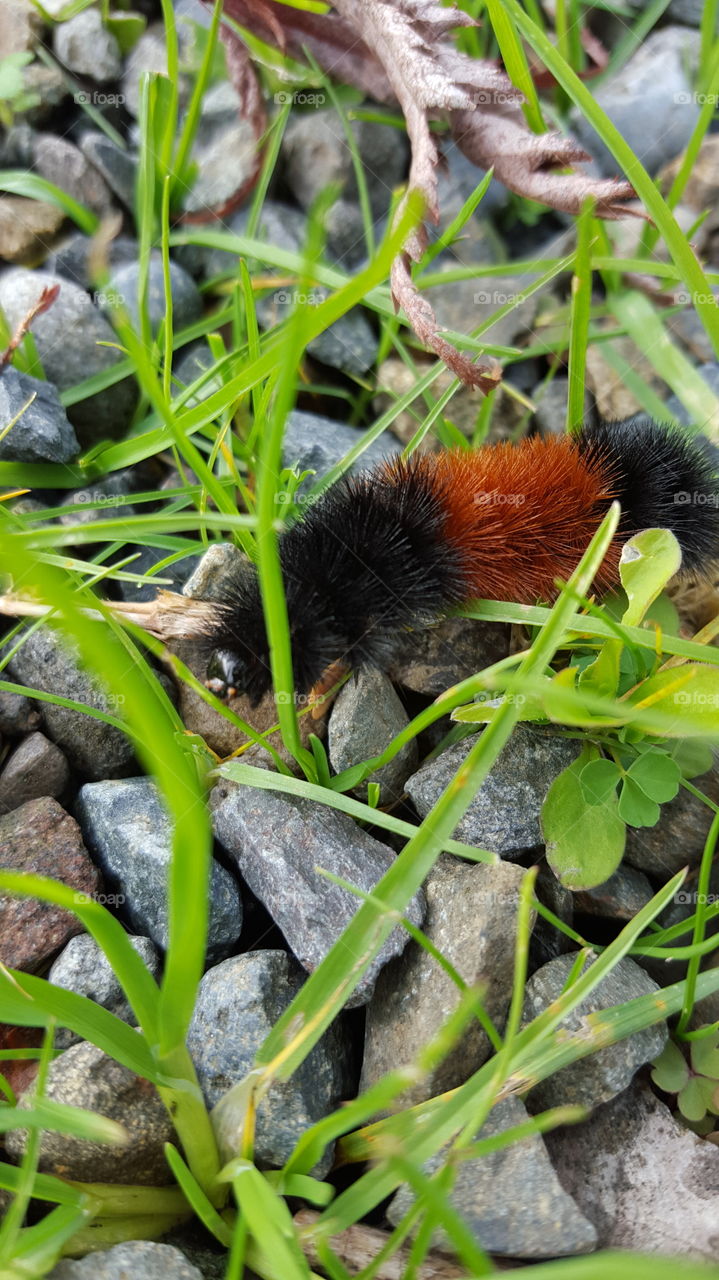 close up caterpillar