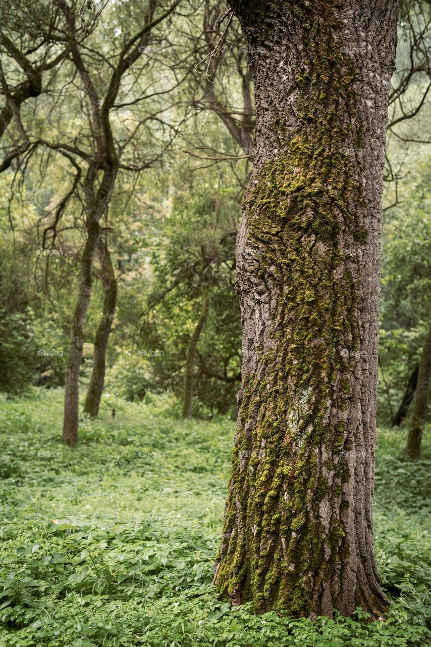 beautiful magical forest