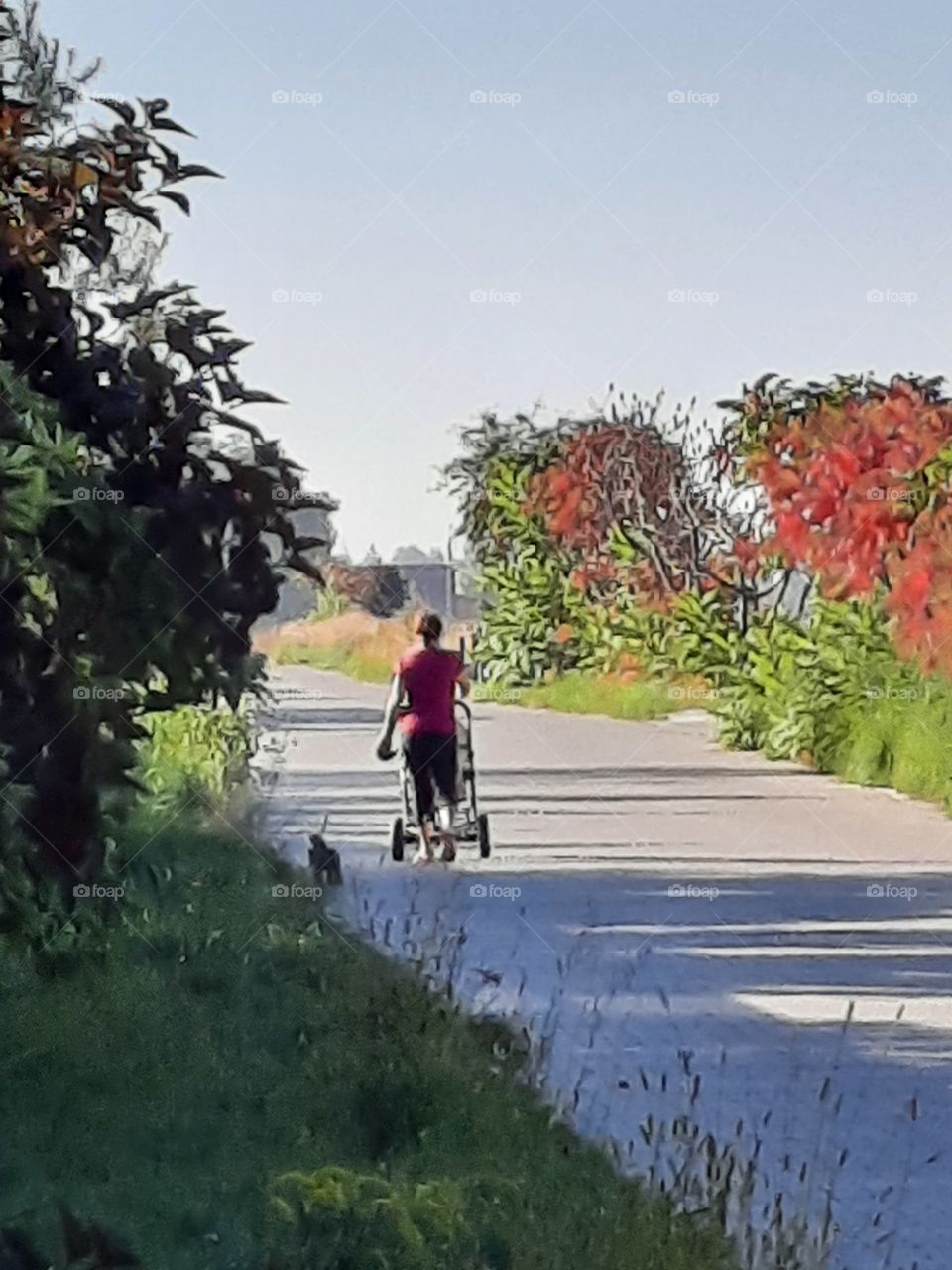 lady in red t-shirt with pram and a little dog