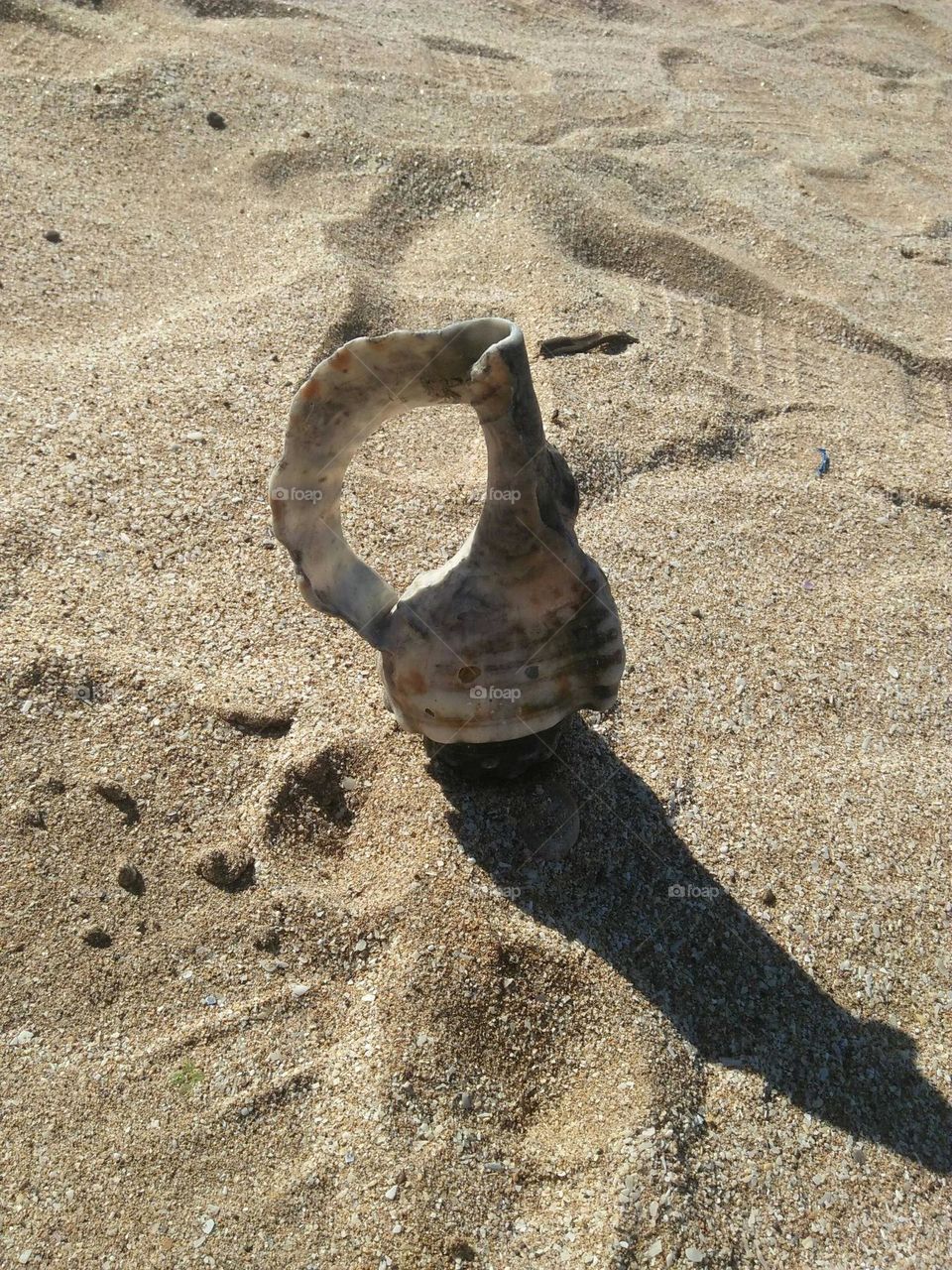 Sea oysters above the sand