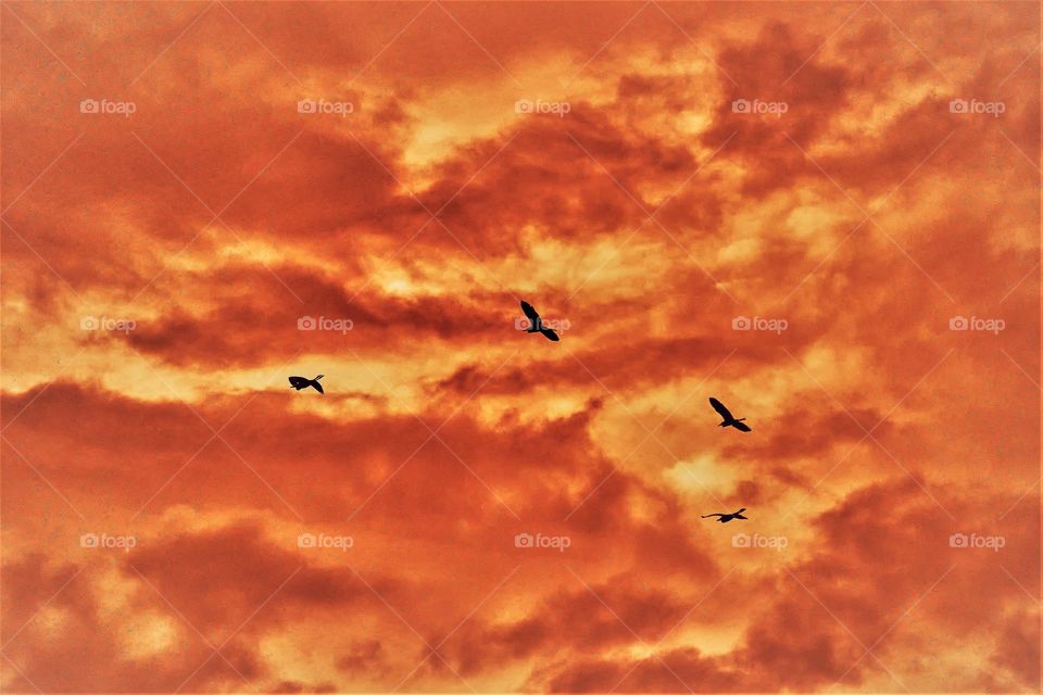 Burning sky - birds flock