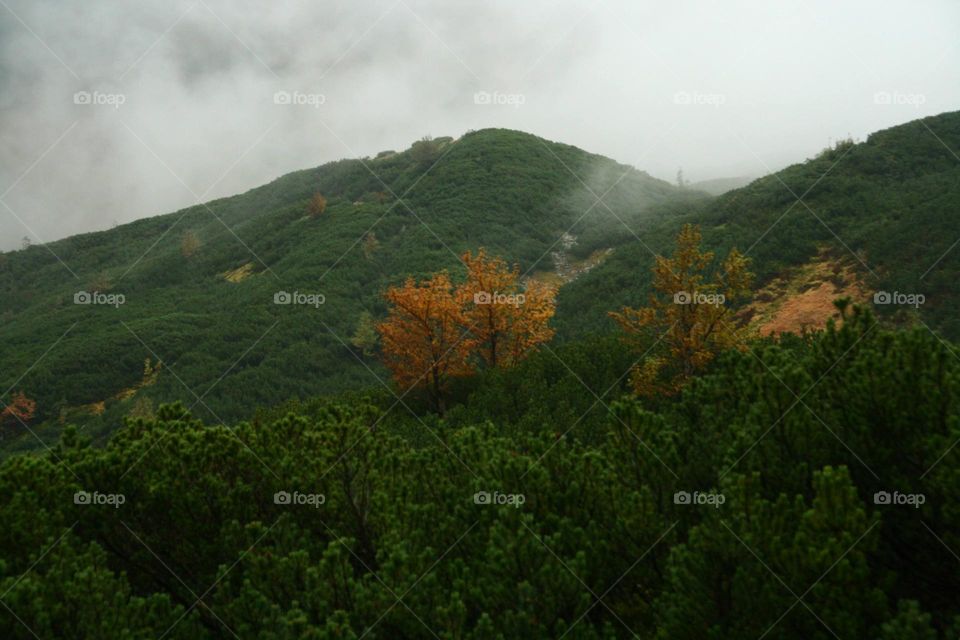 Green hills with coulorful trees in foggy day in autumn