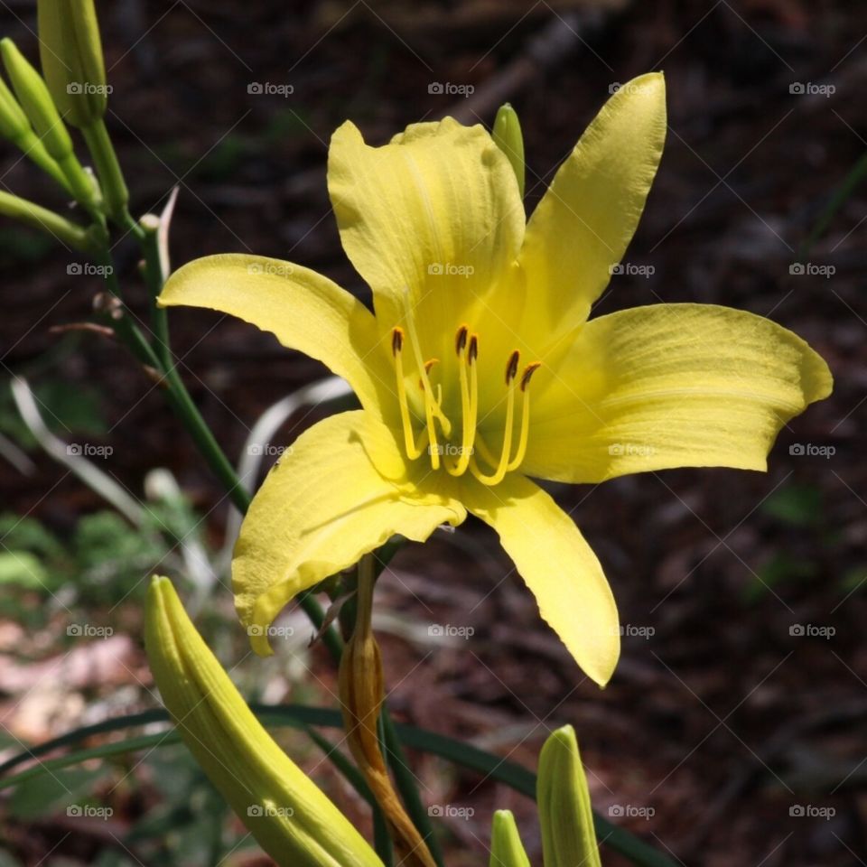 Daylily 