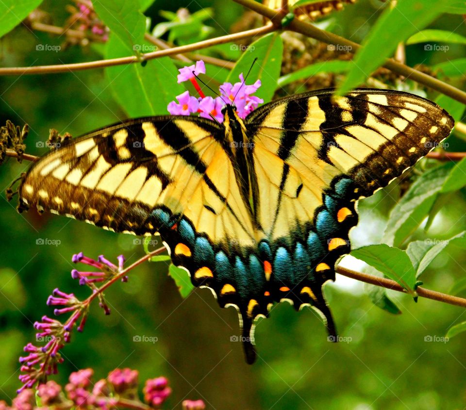 Yellow - A beautiful Eastern Tiger Swallowtail Butterfly on a milkweed plant- I photographed these beautiful butterflies in my butterfly garden