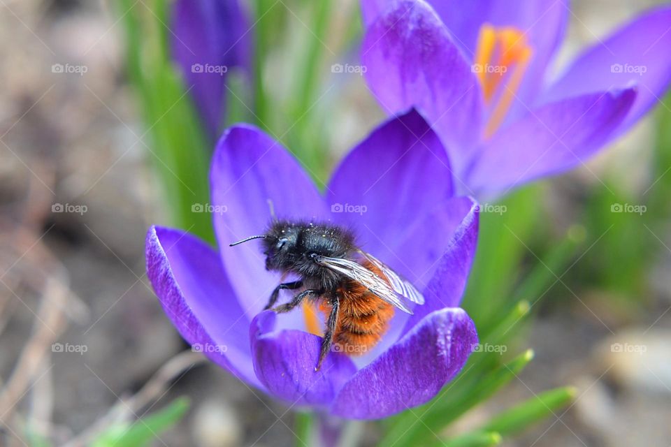 Complementary Colors, Purple, Yellow, Orange