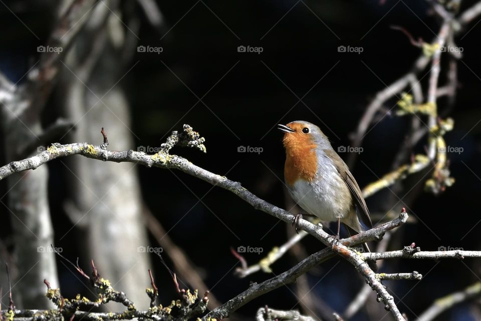 Little sunlit European robin perched on a branch in a hedge ready to chirp 