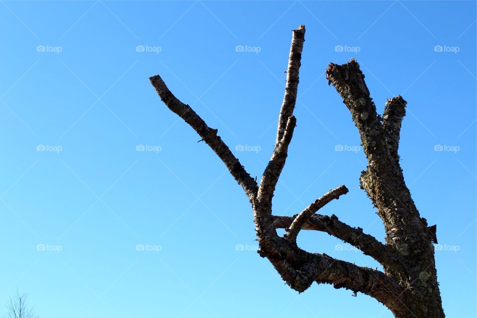 Dead tree