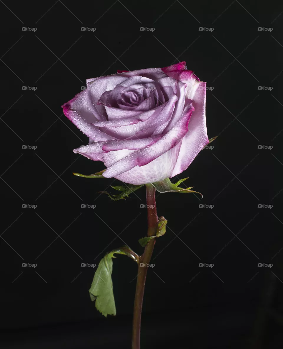 purple rose