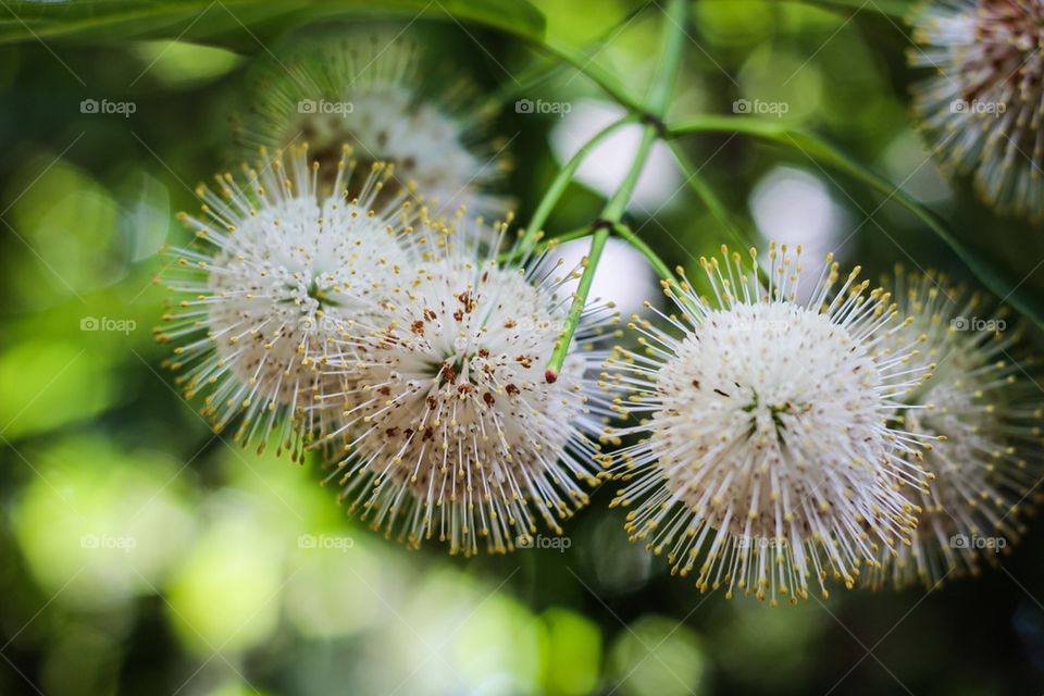 Curious seeds.