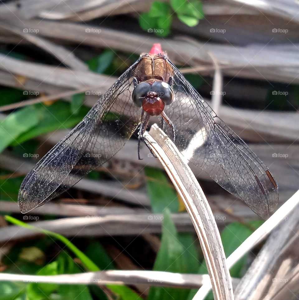 Dragonfly with grey eyes.