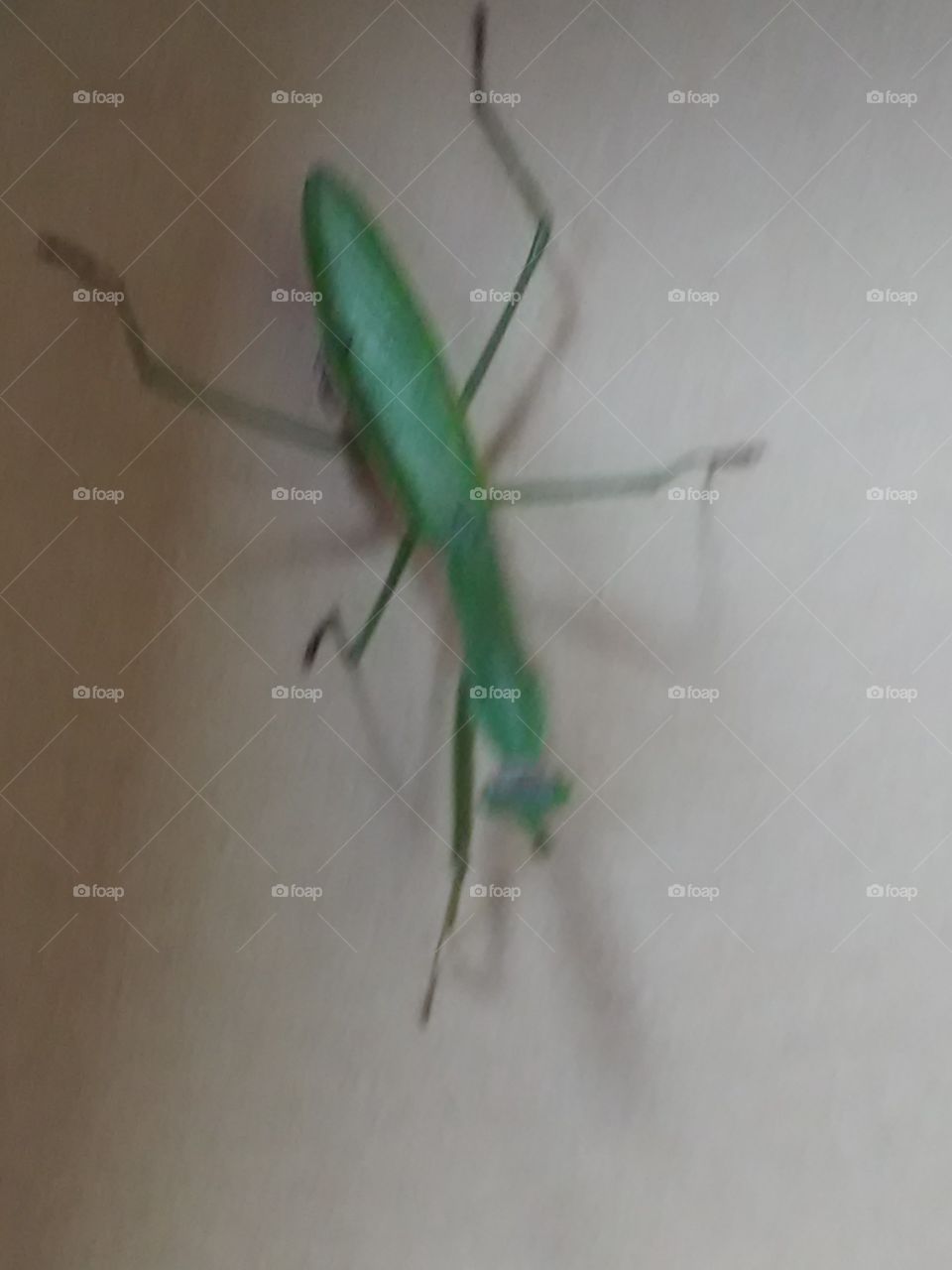The Bug of all bug's. praying mantis and I have been trying to get one all year.
