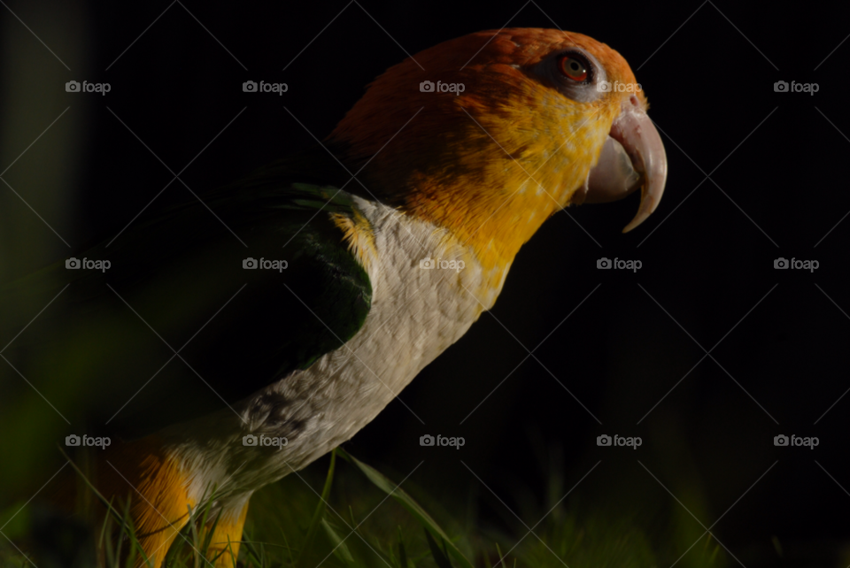 bird parrot caique petbird by lightanddrawing