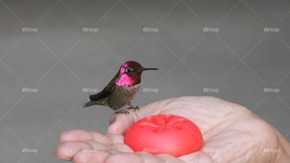 A hummingbird is comfortable perching in a human’s hand and drink from a feeder 