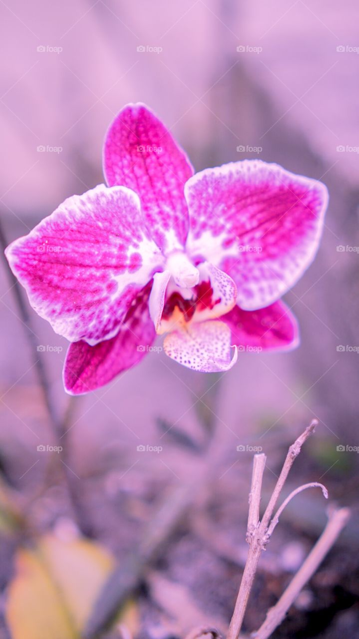 Magenta Orchid Flower