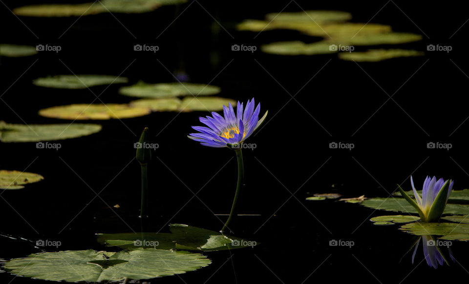 Water Lilies