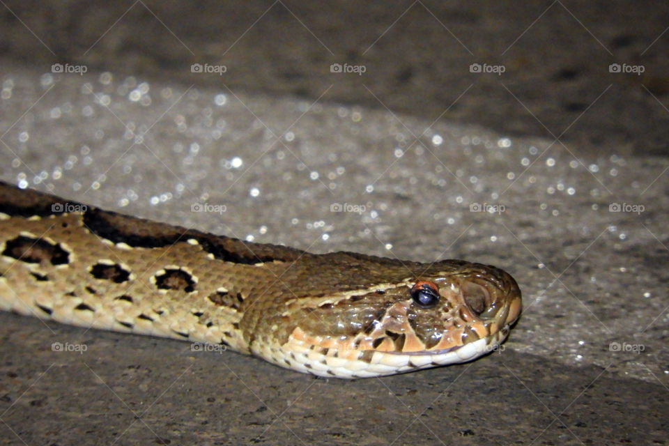 Indian Python!!! close up!!!