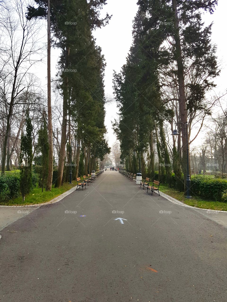 Benches with trees in the park on a straight road