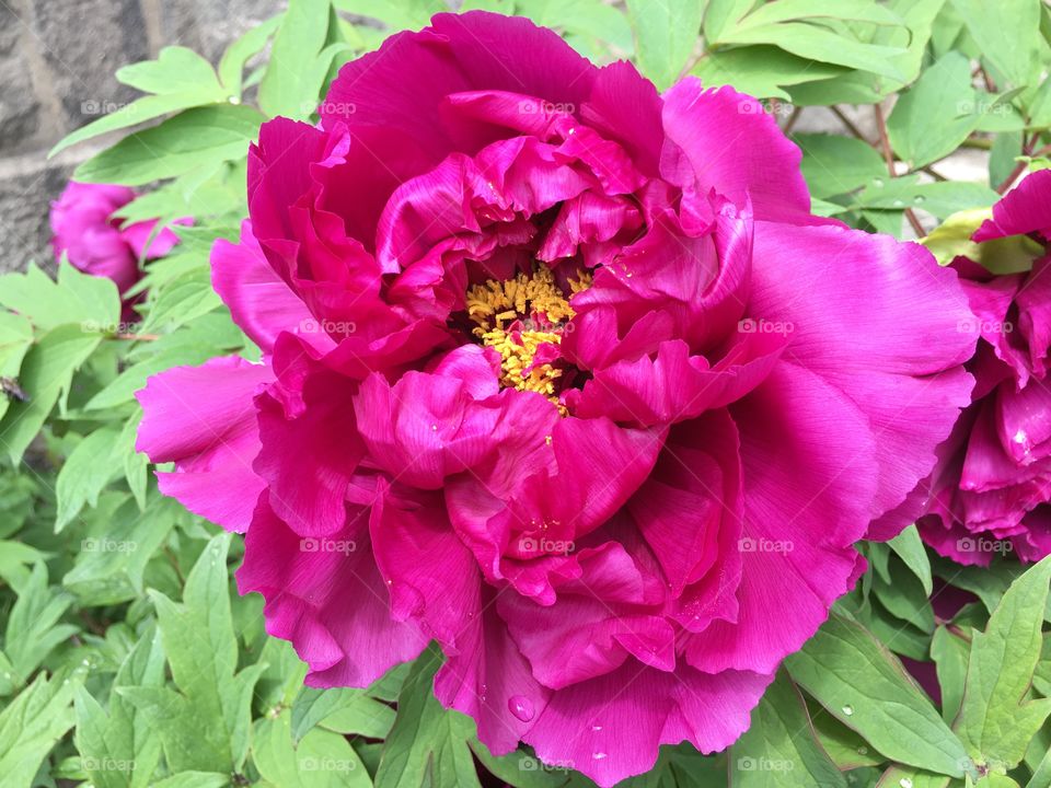 Red peony