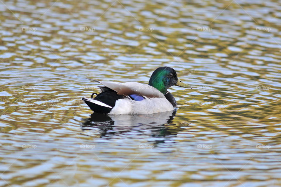 Mallard duck