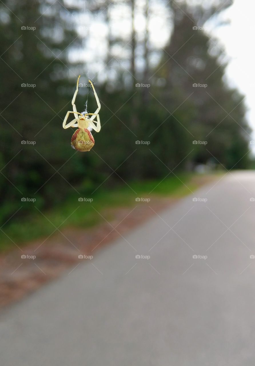 spider hanging in the middle of the road
