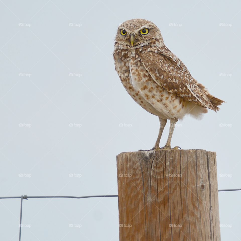 Burrowing owl on a post