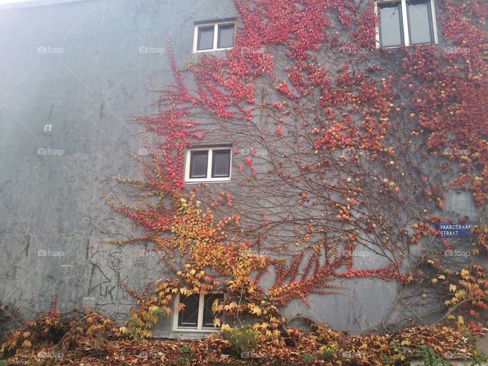 Autumn leaves against a house Amsterdam 