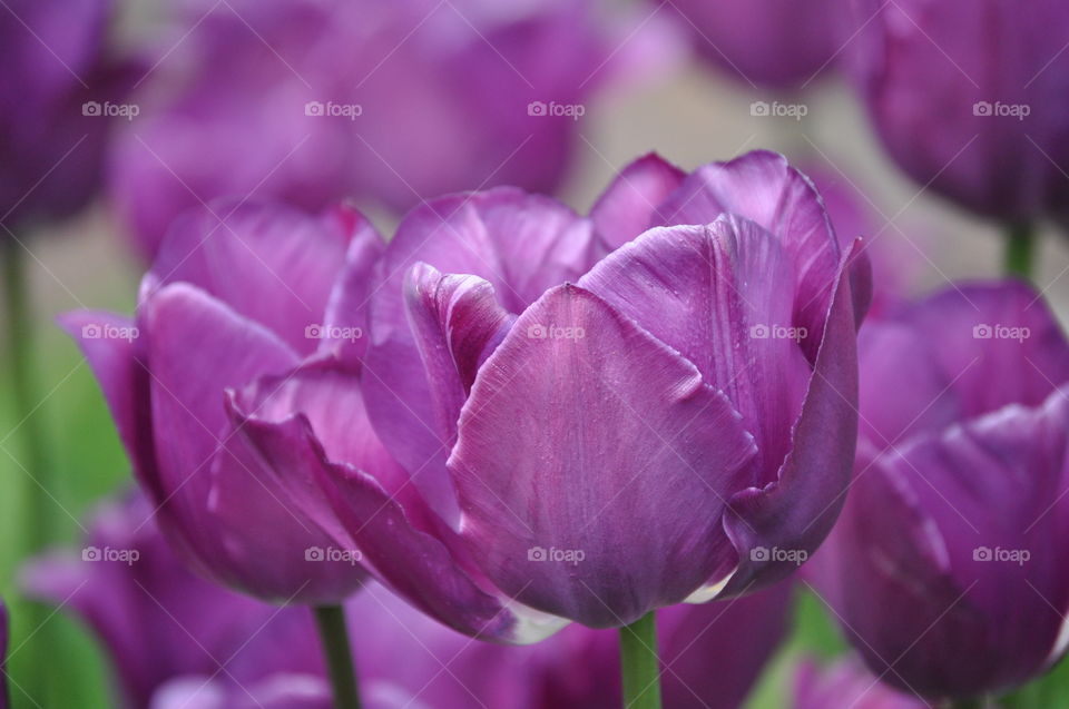 Purple Tulips are blooming in the flowerbed