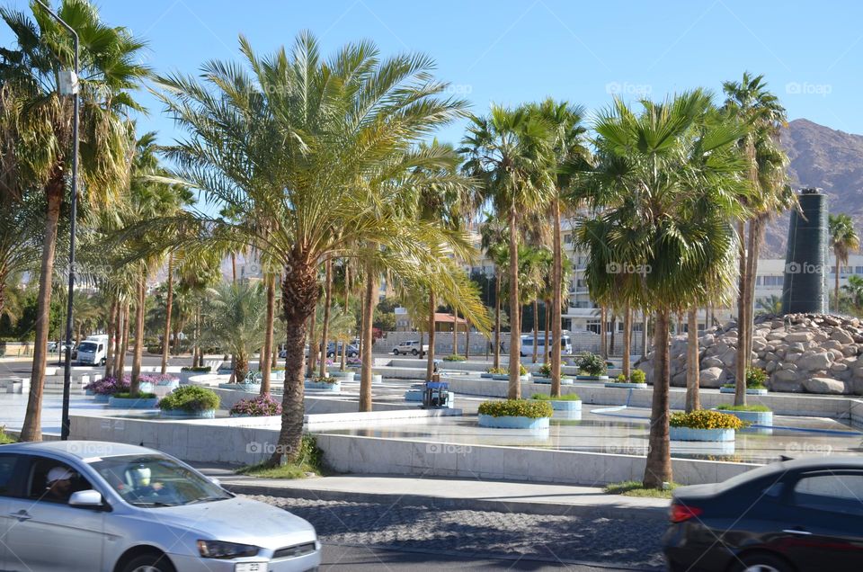 Plants, Aqaba city, Jordan