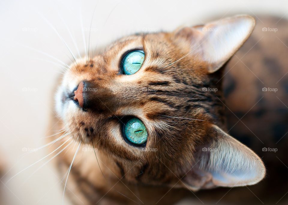 Intense cat detail portrait