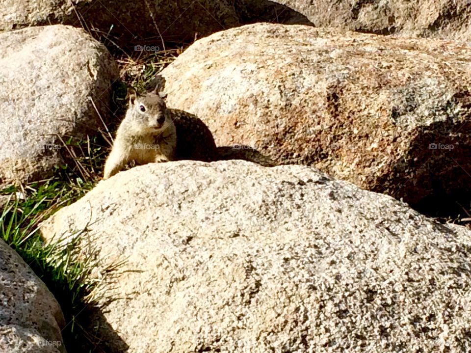 A chipmunk 