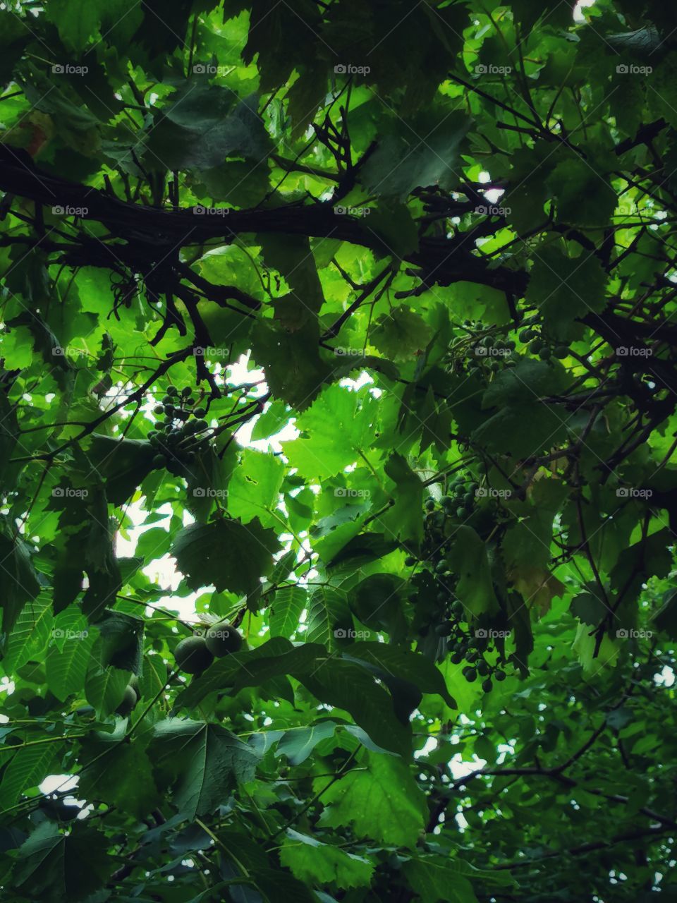 Fromboise berry hand happy view bio fresh yummy healthy Red raspberry nature eco vegan juicy fruits