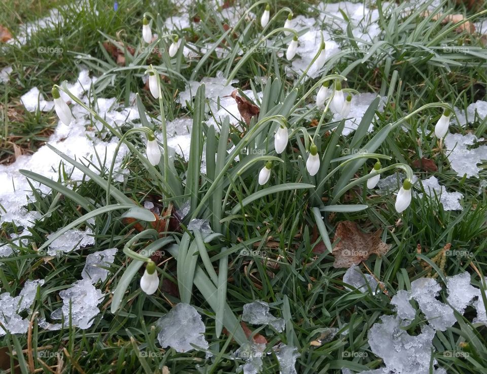 snowdrops flowers