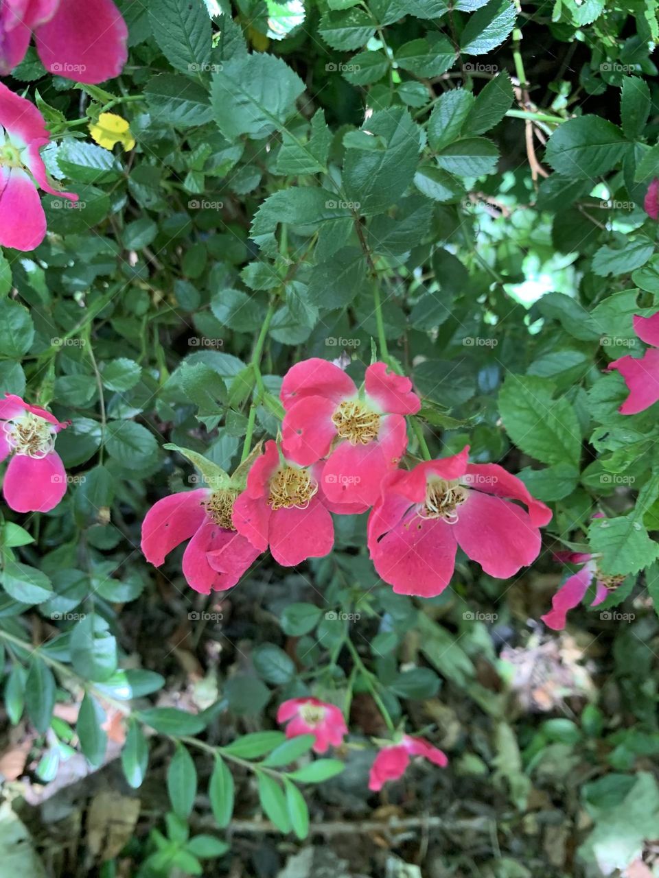 A Walk through Redburn Dene