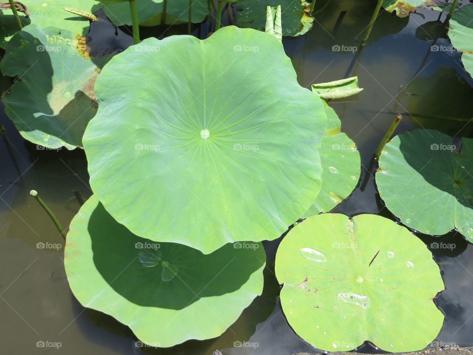 pond of lilies